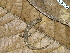  (Bolitoglossa cuna - CH 6675)  @13 [ ] CreativeCommons - Attribution Non-Commercial Share-Alike (2010) Copyright César Jaramillo Smithsonian Tropical Research Institute