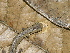  ( - CH 6675)  @13 [ ] CreativeCommons - Attribution Non-Commercial Share-Alike (2010) Copyright César Jaramillo Smithsonian Tropical Research Institute