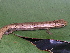  ( - CH 6675)  @13 [ ] CreativeCommons - Attribution Non-Commercial Share-Alike (2010) Copyright César Jaramillo Smithsonian Tropical Research Institute