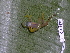  ( - CH 6678)  @13 [ ] CreativeCommons - Attribution Non-Commercial Share-Alike (2010) Copyright César Jaramillo Smithsonian Tropical Research Institute