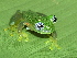  ( - CH 6680)  @13 [ ] CreativeCommons - Attribution Non-Commercial Share-Alike (2010) Copyright César Jaramillo Smithsonian Tropical Research Institute