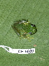  ( - CH 6680)  @14 [ ] CreativeCommons - Attribution Non-Commercial Share-Alike (2010) Copyright César Jaramillo Smithsonian Tropical Research Institute