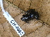  ( - CH 6682)  @13 [ ] CreativeCommons - Attribution Non-Commercial Share-Alike (2010) Copyright César Jaramillo Smithsonian Tropical Research Institute
