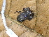  ( - CH 6682)  @12 [ ] CreativeCommons - Attribution Non-Commercial Share-Alike (2010) Copyright César Jaramillo Smithsonian Tropical Research Institute