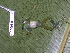  ( - CH 6683)  @13 [ ] CreativeCommons - Attribution Non-Commercial Share-Alike (2010) Copyright César Jaramillo Smithsonian Tropical Research Institute