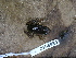  ( - CH 6689)  @11 [ ] CreativeCommons - Attribution Non-Commercial Share-Alike (2010) Copyright César Jaramillo Smithsonian Tropical Research Institute