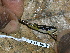  ( - CH 6689)  @11 [ ] CreativeCommons - Attribution Non-Commercial Share-Alike (2010) Copyright César Jaramillo Smithsonian Tropical Research Institute