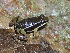  ( - CH 6689)  @11 [ ] CreativeCommons - Attribution Non-Commercial Share-Alike (2010) Copyright César Jaramillo Smithsonian Tropical Research Institute