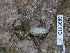  ( - CH 6689)  @11 [ ] CreativeCommons - Attribution Non-Commercial Share-Alike (2010) Copyright César Jaramillo Smithsonian Tropical Research Institute