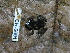  ( - CH 6691)  @13 [ ] CreativeCommons - Attribution Non-Commercial Share-Alike (2010) Copyright César Jaramillo Smithsonian Tropical Research Institute