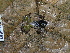  ( - CH 6691)  @12 [ ] CreativeCommons - Attribution Non-Commercial Share-Alike (2010) Copyright César Jaramillo Smithsonian Tropical Research Institute