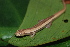 (Bolitoglossa biseriata - CH 6734)  @13 [ ] CreativeCommons - Attribution Non-Commercial Share-Alike (2010) Copyright César Jaramillo Smithsonian Tropical Research Institute