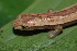  ( - CH 6734)  @12 [ ] CreativeCommons - Attribution Non-Commercial Share-Alike (2010) Copyright César Jaramillo Smithsonian Tropical Research Institute