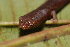  ( - CH 6752)  @13 [ ] CreativeCommons - Attribution Non-Commercial Share-Alike (2010) Copyright César Jaramillo Smithsonian Tropical Research Institute
