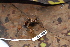  ( - CH 6823)  @13 [ ] CreativeCommons - Attribution Non-Commercial Share-Alike (2010) Copyright César Jaramillo Smithsonian Tropical Research Institute