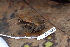  ( - CH 6823)  @13 [ ] CreativeCommons - Attribution Non-Commercial Share-Alike (2010) Copyright César Jaramillo Smithsonian Tropical Research Institute