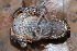  ( - CH 6823)  @13 [ ] CreativeCommons - Attribution Non-Commercial Share-Alike (2010) Copyright César Jaramillo Smithsonian Tropical Research Institute