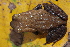  ( - CH 6824)  @11 [ ] CreativeCommons - Attribution Non-Commercial Share-Alike (2010) Copyright César Jaramillo Smithsonian Tropical Research Institute