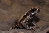  ( - CH 6824)  @11 [ ] CreativeCommons - Attribution Non-Commercial Share-Alike (2010) Copyright César Jaramillo Smithsonian Tropical Research Institute
