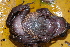  ( - CH 6824)  @11 [ ] CreativeCommons - Attribution Non-Commercial Share-Alike (2010) Copyright César Jaramillo Smithsonian Tropical Research Institute