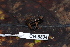  (Silverstoneia flotator - CH 6834)  @14 [ ] CreativeCommons - Attribution Non-Commercial Share-Alike (2010) Copyright César Jaramillo Smithsonian Tropical Research Institute