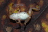  ( - CH 6834)  @13 [ ] CreativeCommons - Attribution Non-Commercial Share-Alike (2010) Copyright César Jaramillo Smithsonian Tropical Research Institute