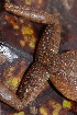  ( - CH 6840)  @14 [ ] CreativeCommons - Attribution Non-Commercial Share-Alike (2010) Copyright César Jaramillo Smithsonian Tropical Research Institute