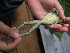  ( - AJC_2001)  @15 [ ] CreativeCommons - Attribution Non-Commercial Share-Alike (2010) Unspecified Smithsonian Tropical Research Institute