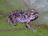  (Holoadeninae - AJC_2010)  @14 [ ] CreativeCommons - Attribution Non-Commercial Share-Alike (2010) Unspecified Smithsonian Tropical Research Institute