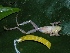  ( - AJC_2012)  @15 [ ] CreativeCommons - Attribution Non-Commercial Share-Alike (2010) Unspecified Smithsonian Tropical Research Institute