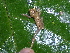  ( - AJC_2014)  @11 [ ] CreativeCommons - Attribution Non-Commercial Share-Alike (2010) Unspecified Smithsonian Tropical Research Institute