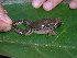  (Leptodactylus - AJC_2015)  @15 [ ] CreativeCommons - Attribution Non-Commercial Share-Alike (2010) Unspecified Smithsonian Tropical Research Institute