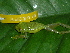  ( - AJC_2018)  @13 [ ] CreativeCommons - Attribution Non-Commercial Share-Alike (2010) Unspecified Smithsonian Tropical Research Institute