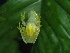  ( - AJC_2018)  @13 [ ] CreativeCommons - Attribution Non-Commercial Share-Alike (2010) Unspecified Smithsonian Tropical Research Institute