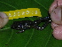  ( - AJC_2019)  @11 [ ] CreativeCommons - Attribution Non-Commercial Share-Alike (2010) Unspecified Smithsonian Tropical Research Institute