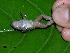  (Adenomera hylaedactyla - AJC_2019)  @11 [ ] CreativeCommons - Attribution Non-Commercial Share-Alike (2010) Unspecified Smithsonian Tropical Research Institute