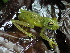  (Boana aff. cinerascens - AJC_2021)  @14 [ ] CreativeCommons - Attribution Non-Commercial Share-Alike (2010) Unspecified Smithsonian Tropical Research Institute