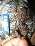  ( - KST_0288)  @12 [ ] CreativeCommons - Attribution Non-Commercial Share-Alike (2010) KST_0288 Smithsonian Tropical Research Institute