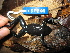  ( - KST_0295)  @11 [ ] CreativeCommons - Attribution Non-Commercial Share-Alike (2010) Unspecified Smithsonian Tropical Research Institute