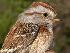  (Spizelloides - MBO 2440-72709)  @14 [ ] Copyright (2010) Unspecified Unspecified