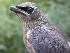  (Bombycillidae - MBO 2241-30996)  @14 [ ] Copyright (2010) Unspecified Unspecified