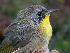  ( - MBO 1840-76992)  @14 [ ] Copyright (2010) Unspecified Unspecified