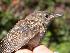  (Troglodytes - MBO 2440-40612)  @14 [ ] Copyright (2010) Unspecified Unspecified