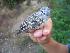  (Vireonidae - MKNO 1881 00111)  @16 [ ] Copyright (2010) Unspecified Unspecified
