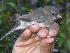  (Junco - MKNO 2400 02235)  @15 [ ] Copyright (2010) Unspecified Unspecified