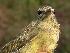  ( - MBO 2440-72073)  @14 [ ] Copyright (2010) Unspecified Unspecified