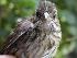  (Melospiza - MBO 2241-31603)  @14 [ ] Copyright (2010) Unspecified Unspecified