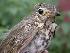  (Catharus ustulatus - MBO 2241-30985)  @14 [ ] Copyright (2010) Unspecified Unspecified