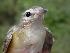  (Vireo gilvus - MBO 2440-72020)  @14 [ ] Copyright (2010) Unspecified Unspecified