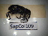  ( - SapCol109)  @11 [ ] CreativeCommons Attribution (2025) Dept Invertebrate Zoology and Hydrobiology, University of Lodz University of Lodz